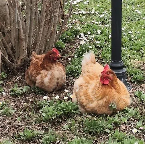 Relax In Collina A Due Passi Dal Mare *