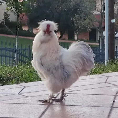 Relax In Collina A Due Passi Dal Mare *