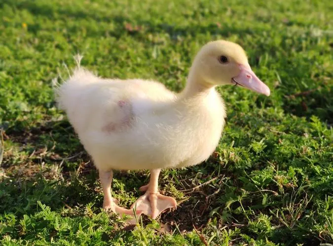 아파트 Relax In Collina A Due Passi Dal Mare Torriana