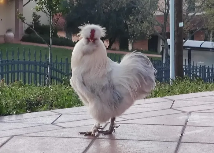 Relax In Collina A Due Passi Dal Mare *